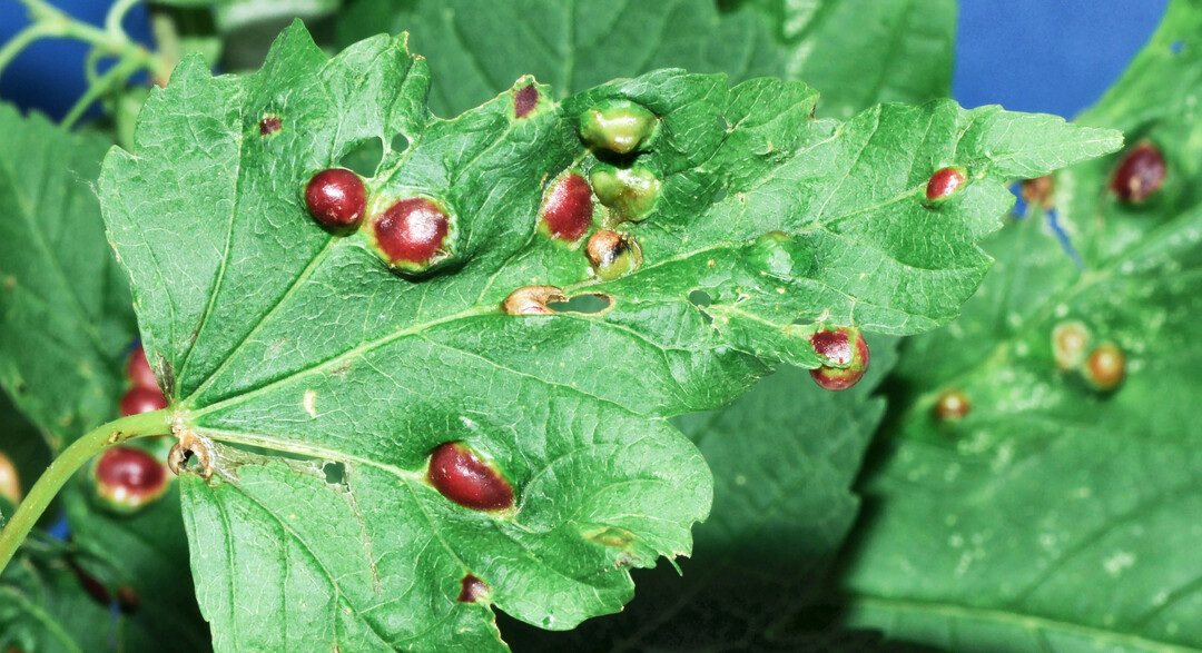 Die Ahorngallwespe (
<i>Pediaspis aceris</i>
) verursacht im Fr�hjahr auff�llige Blattgallen, aus denen im Sommer eine zweigeschlechtliche Generation schl�pft. Deren Weibchen suchen anschlie�end gezielt im Boden die Wurzeln des Berg-Ahorns auf, um dort ihre Eier abzulegen.