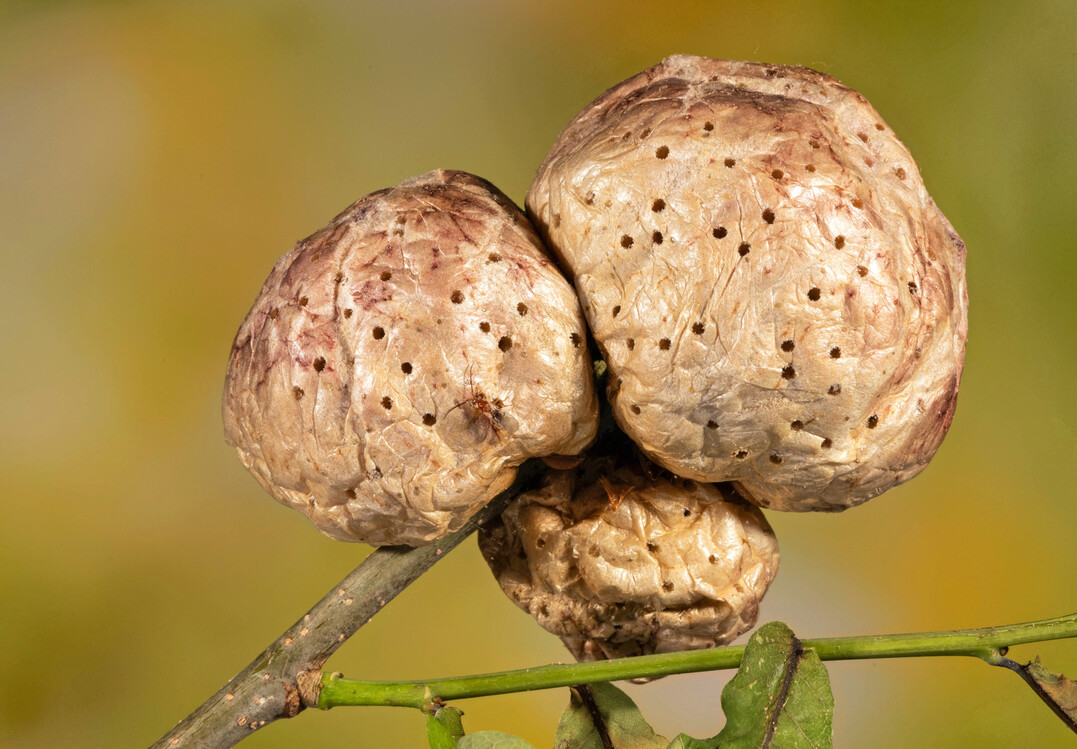Die im Juli aus den kartoffelartigen Gallen (Abbildung) der Eichenschwammgallwespe (
<i>Biorhiza pallida</i>
) zahlreich ausschl�pfenden Tiere wandern als begattete Weibchen in den Boden zur Eiablage in die Wurzeln. Hier entwickeln sich �ber eineinhalb Jahre hinweg erbsengro�e, einkammerige Gallen, oft in traubigen Ansammlungen.
