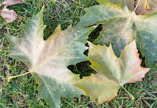 Im Rahmen einer Baumkontrolle ist auch auf Ver�nderungen oder Auff�lligkeiten im Wurzelbereich und Baumumfeld zu achten. Eine kritische Betrachtung der in Stammn�he liegenden Bl�tter zeigt einen Befall mit Platanennetzwanze und Echtem Mehltau. Das ist zwar im Hinblick auf die Vitalit�t der Pflanze von Bedeutung, nicht aber f�r die Verkehrssicherheit.