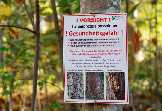 Ein Beispiel f�r eine m�gliche Zusatzkontrolle ist das Auftreten des Eichenprozessionsspinners in Form seiner Raupen.