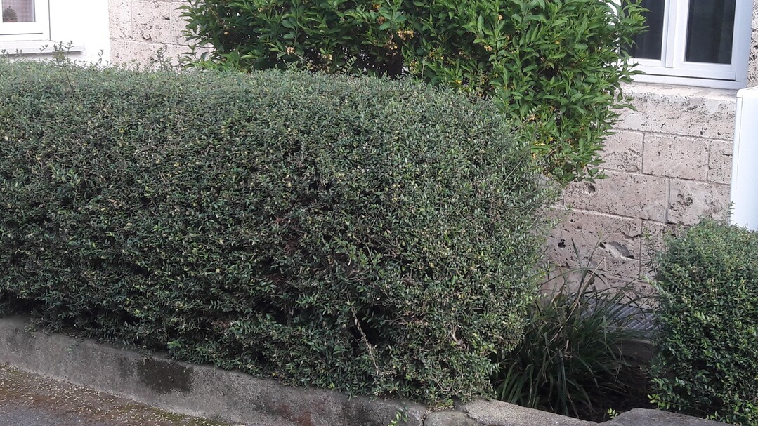 Die Heckenkirsche (Lonicera pileata, L. nitida) ist ein guter Buchsersatz.