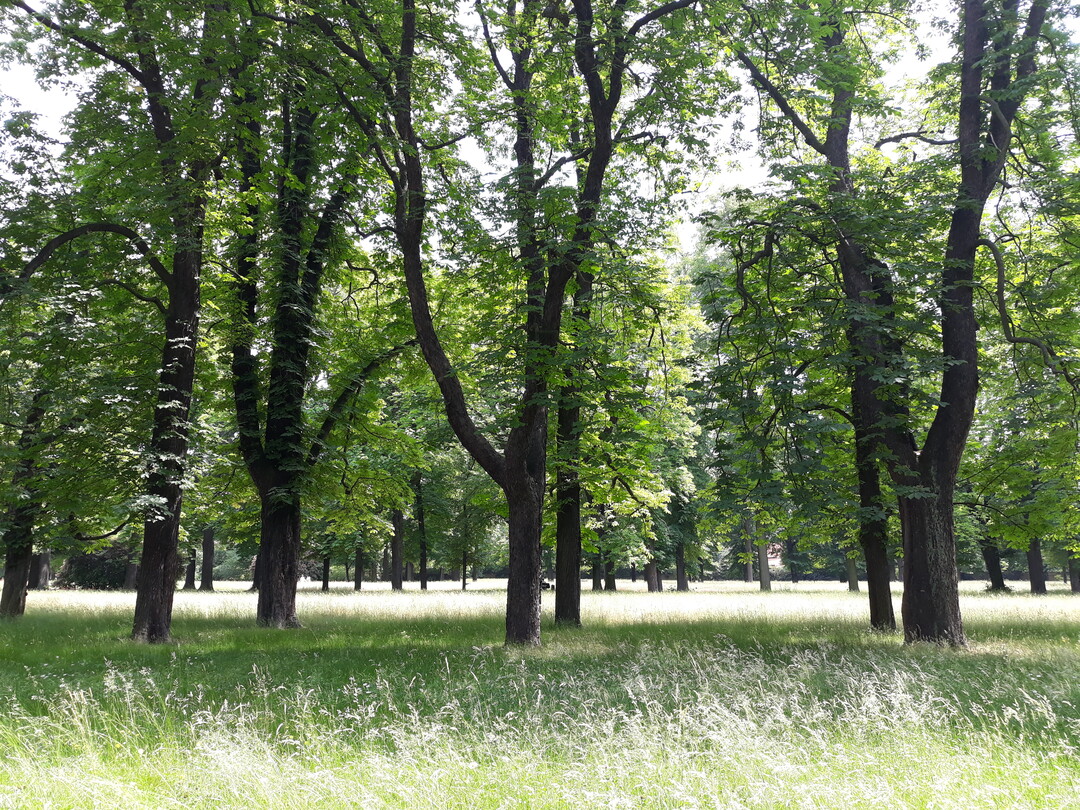 Naturnah gepflegter Parkteil in Dresden-Pillnitz