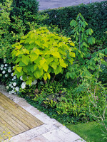 Das Laub des Trompetenbaums (Catalpa bignonioides) der gelblaubigen Auslese "Aurea" wirkt besonders frisch.