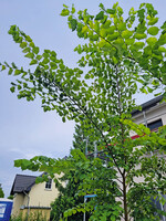 Die Flatter-Ulme (Ulmus laevis) ist resistent gegen Krankheiten.