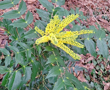 Mahonia � media �Wintersun�
