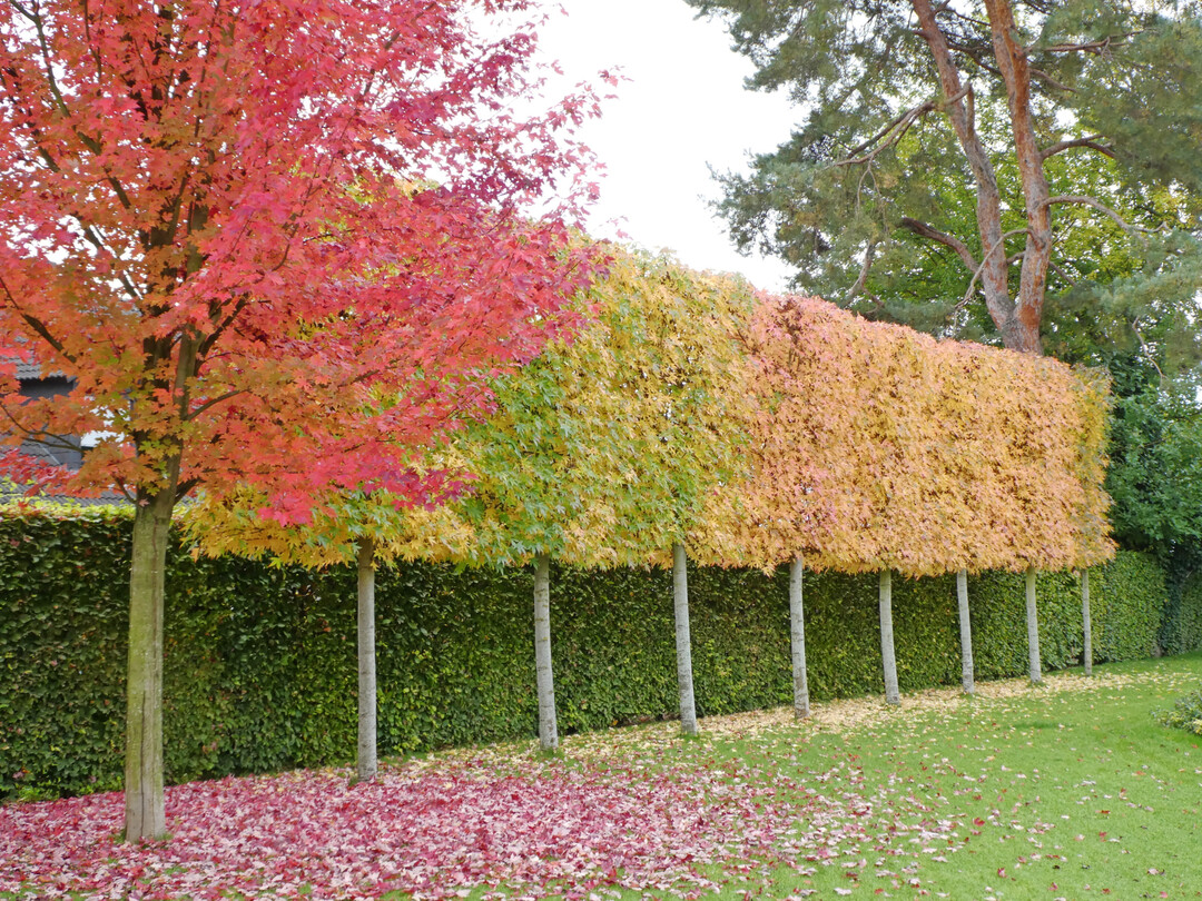 Spalier mit Solitär