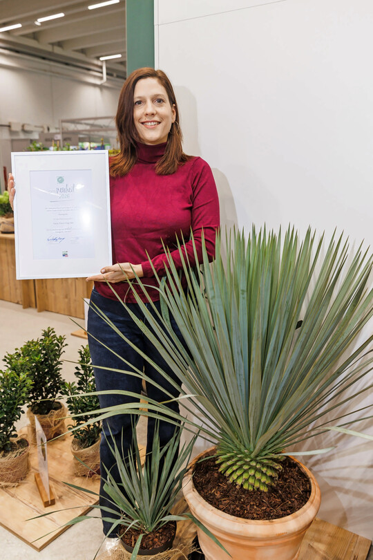 Kim van Rijssen (Plantipp BV) mit der trockenheitsresistenten Yucca �French Flag� PBR