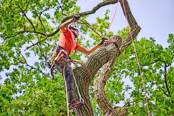 Bei GrünWert – hier der Partnerbetrieb aus Bremen – sind nicht nur Beete, Rasen und Hecken in guten Händen, sondern auch Bäume.