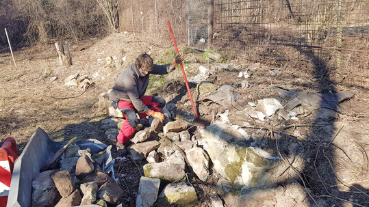 Händischer Abtrag von Mauereidechsenverstecken im Zuge der Baufeldräumung