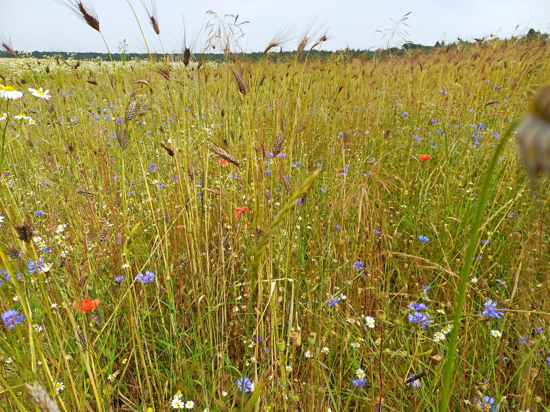 Extensivacker mit doppeltem Reihenabstand