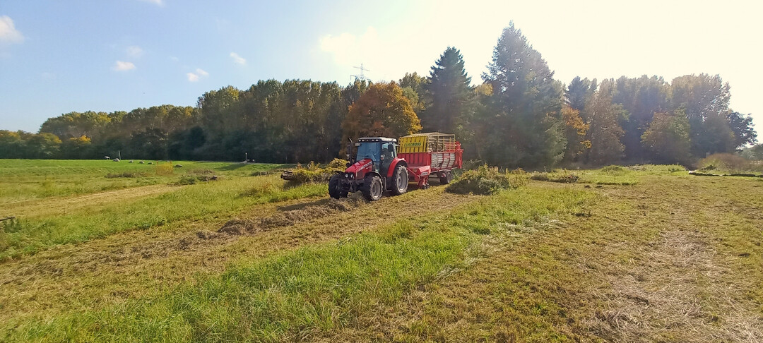 Streifenmahd auf einer Ausgleichsfläche für Reptilien