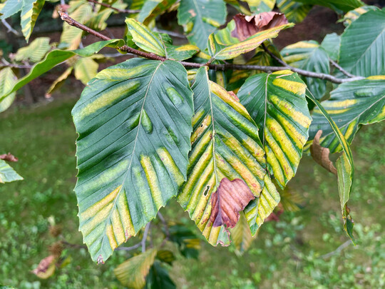 Die von spezifischen Blattnematoden verursachte, aber in Europa noch nicht nachgewiesene „Nematodenbandkrankheit“ (Beech Leaf Disease) kann zum Absterben von Buchen führen – erste Anzeichen sind chlorotische Verfärbungen der Interkostalfelder („Bänder“).