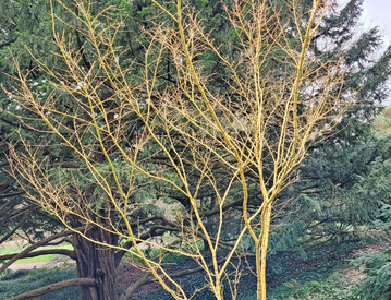 Acer palmatum �Bi Hoo�