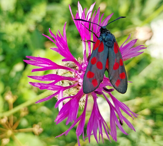 Sechsfleck-Widderchen auf Flockenblume in einer angelegten Blumenwiese