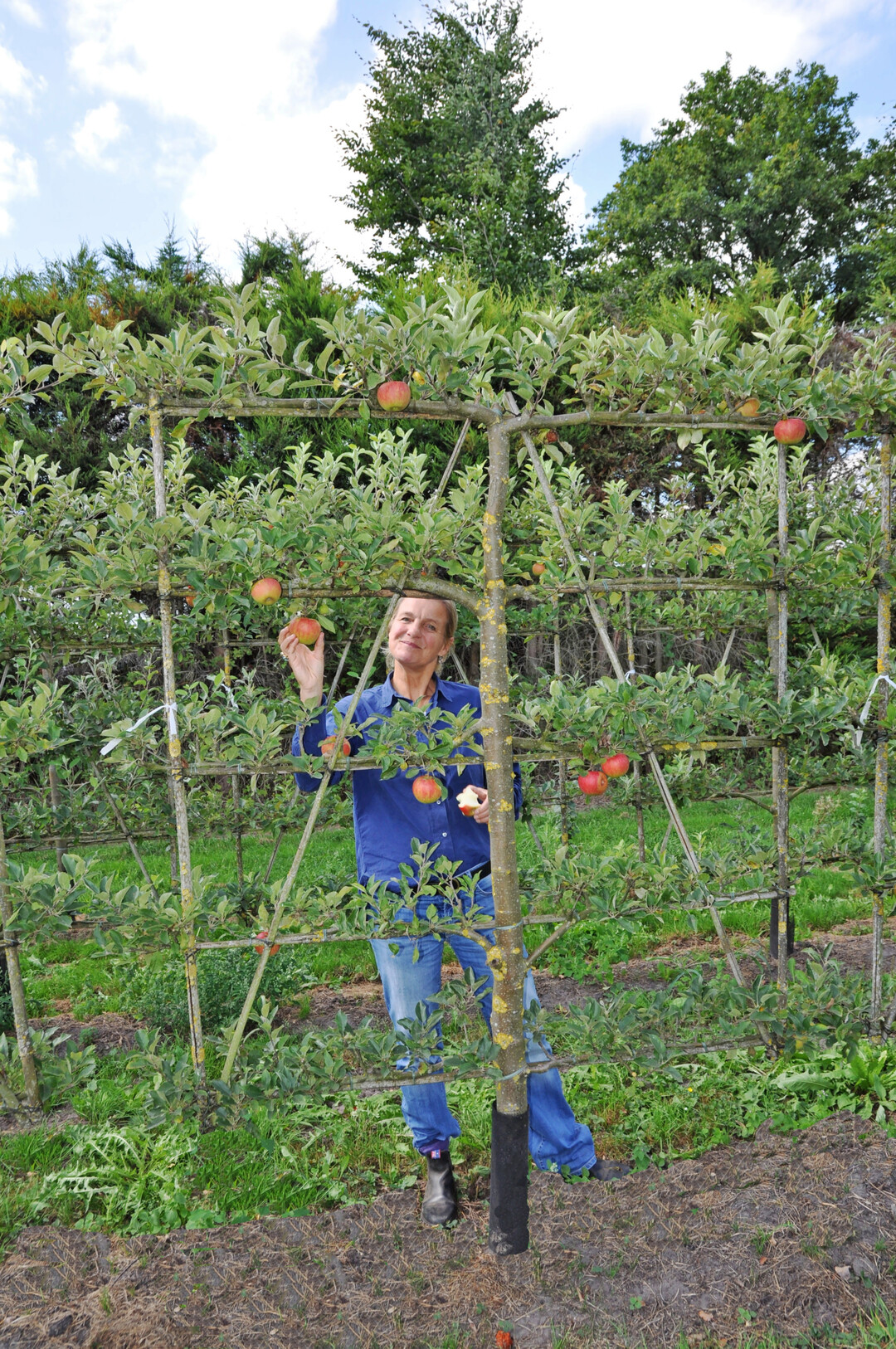 Katharina von Ehren sucht für Ottmar Hübner besondere Gehölze für seine Gärten aus, so wie das Apfelspalier …