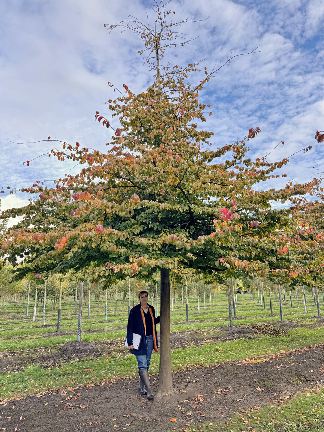 ….oder wie diesen schönen Eisenholzbaum.