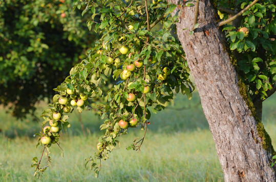 Das bayerische F�rderprogramm �Streuobst f�r alle� bringt eher mehr als weniger B�rokratie.