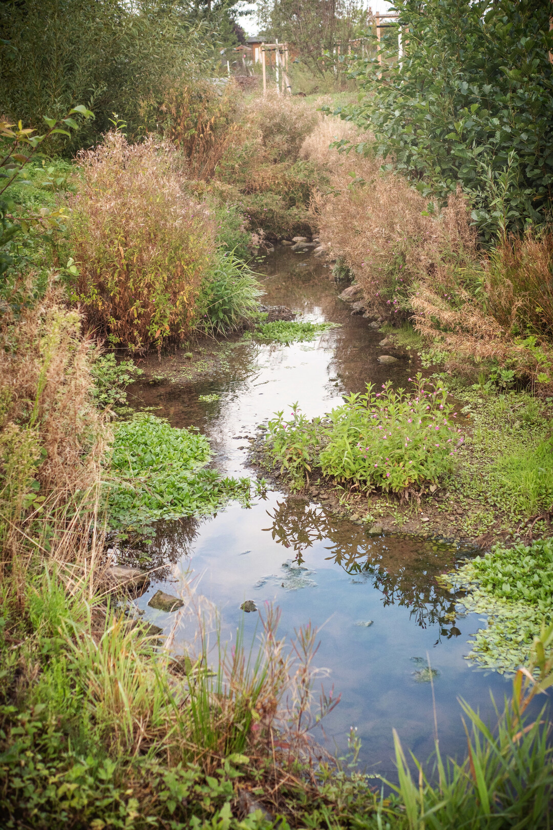 Entlang der renaturierten Ohne verl�uft der neue Ohne-Aue-Park.
