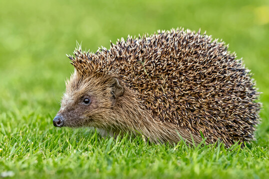 Igel auf einem Rasen