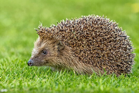 Igel auf einem Rasen