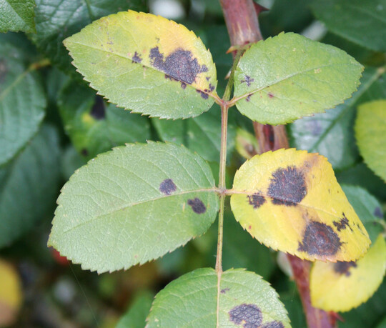Sternrußtau an Rose