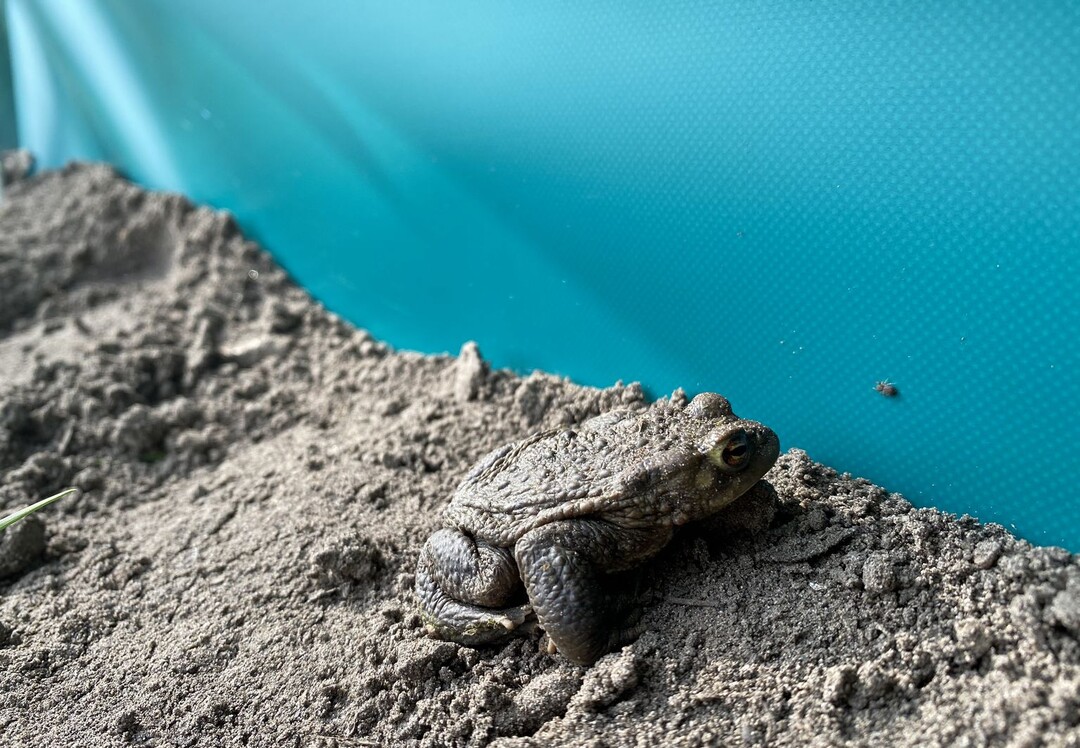 Amphibien und Reptilien unterliegen dem Artenschutz  ihre Wanderung muss daher bei der Durchfhrung von Bauvorhaben bercksichtigt werden.
