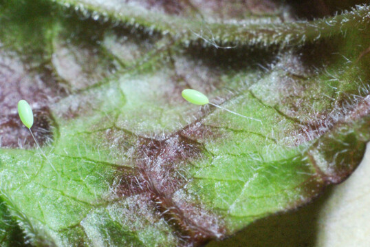 Zwei Florfliegeneier auf kurzen Stielchen