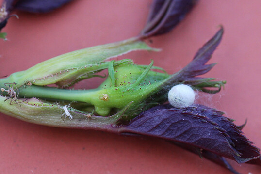 Kugeliger Puppenkokon der Florfliege