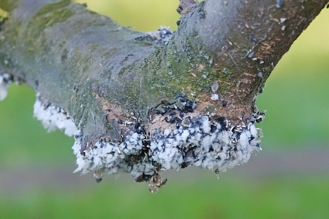 Blutlauskolonie an Kallus