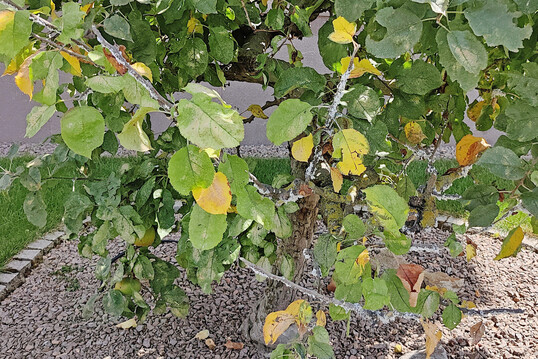 Blutlauskolonien an den Zweigen eines Apfelbaumes