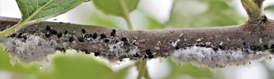 Blutlauskolonie mit zahlreichen parasitierten Blutläusen (ohne Wachsausscheidungen)