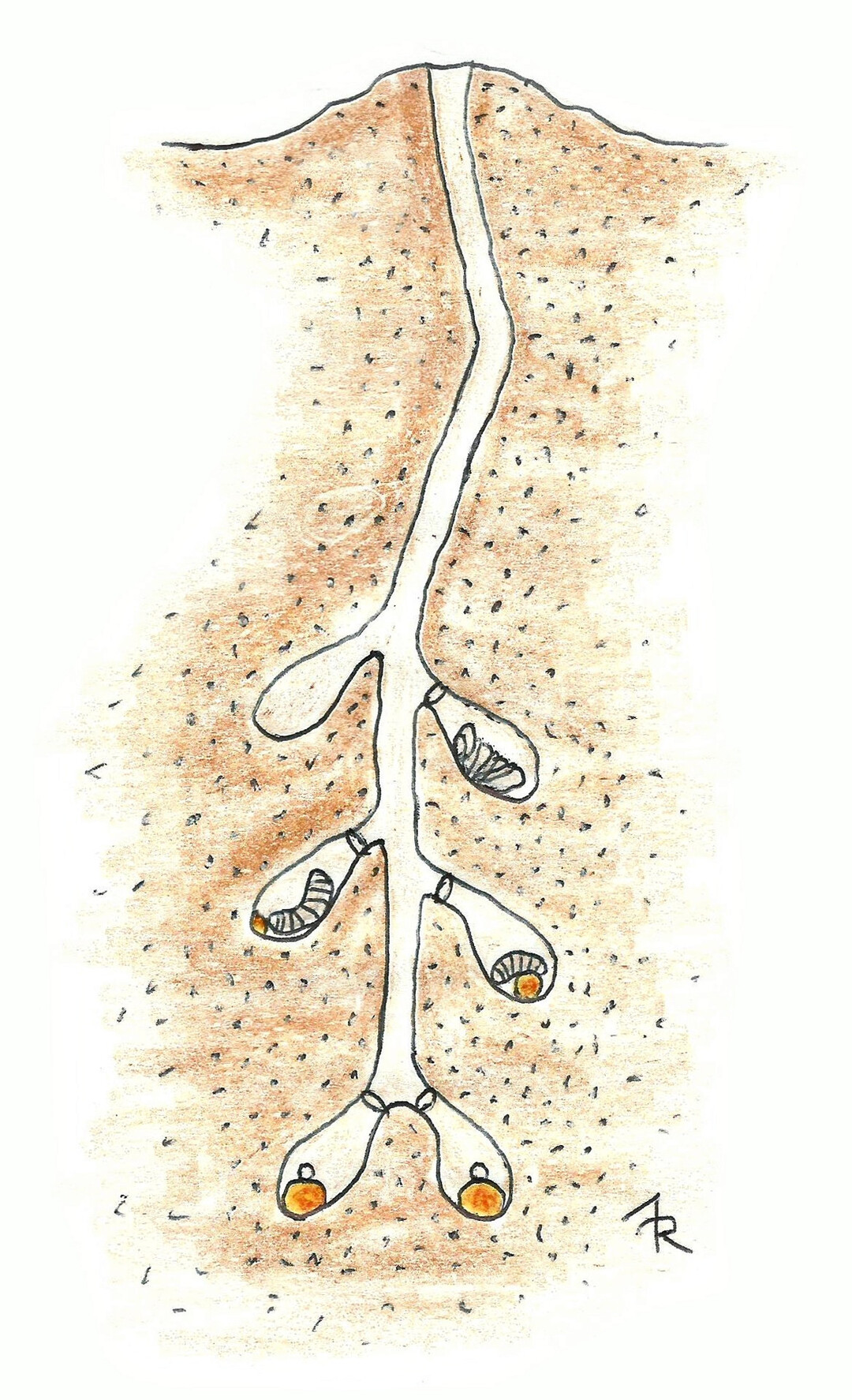 Niströhre im Boden mit den Entwicklungsstadien einer Wildbiene im Querschnitt