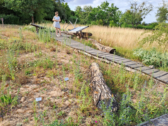 Sandmagerrasen-Biotop mit offenem Boden im Botanischen Garten der Universität Würzburg