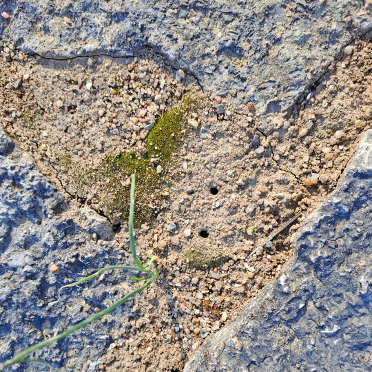 Äußere Zugänge zu Niströhren in einer Pflasterfuge aus ungewaschenem Sand