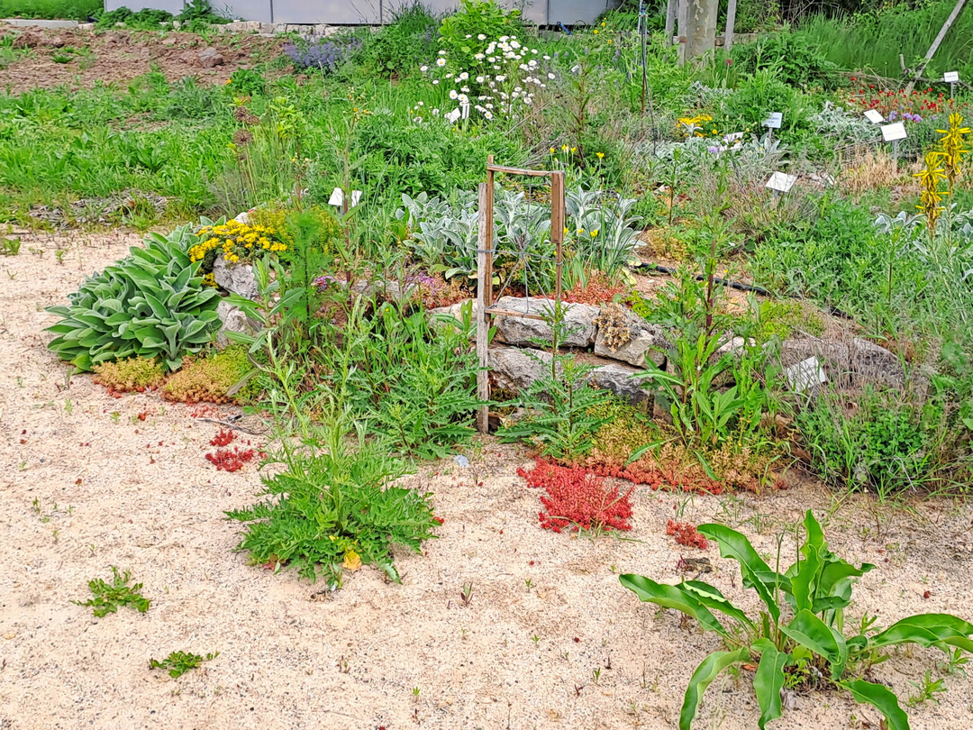 Sandlinse mit kleiner Trockenstützmauer und Bepflanzung in Thüngersheim (Unterfranken)