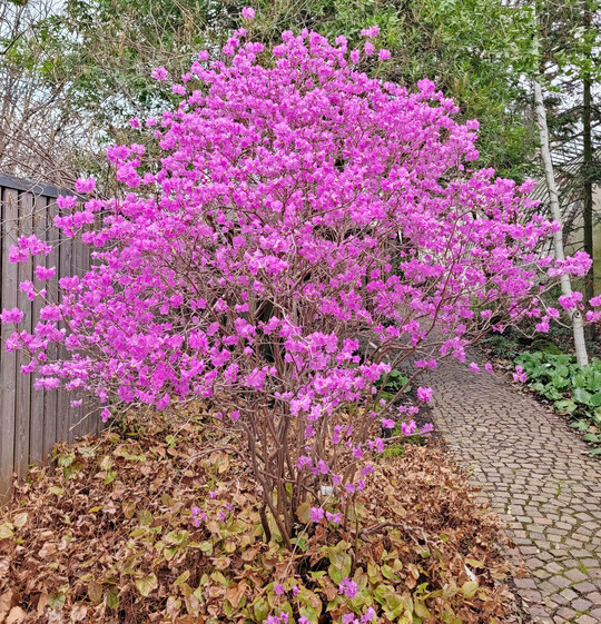 Rhododendron dauricum x mucronulatum