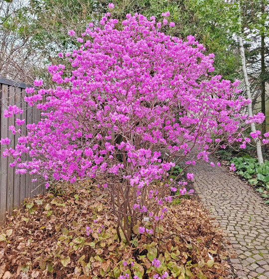 Rhododendron dauricum x mucronulatum
