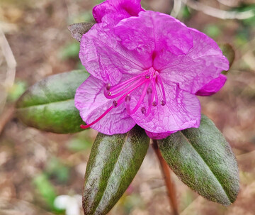 Rhododendron dauricum