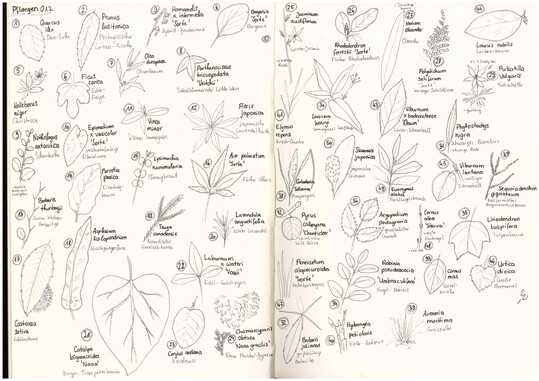 Gezeichnetes Herbarium