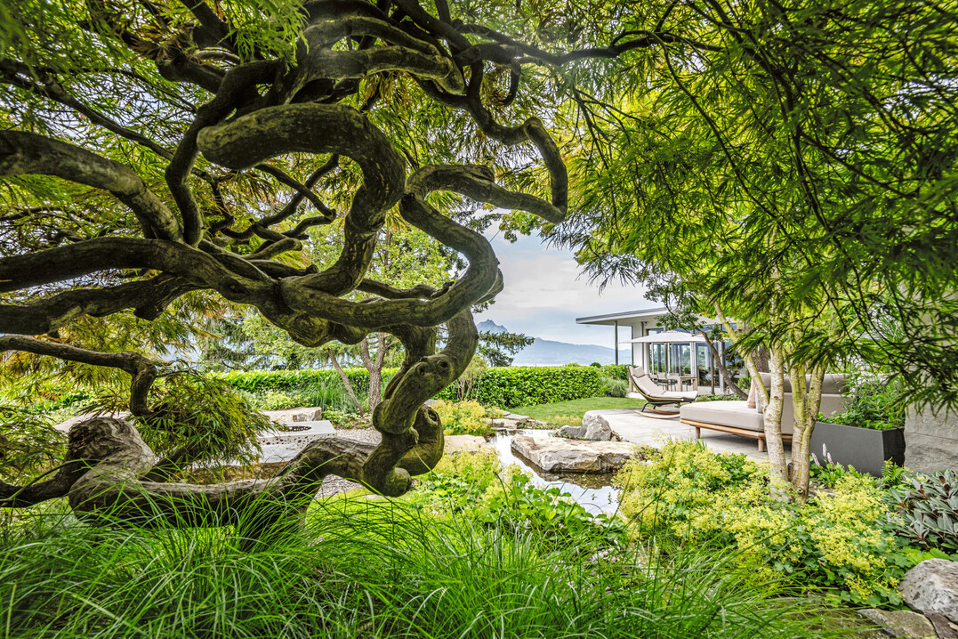 Hauptpreis „Auf Fels gebaut“: Blick auf Acer ‘Beni Shidare’