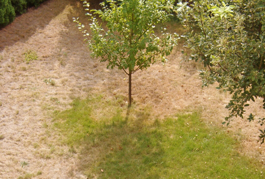 Schaden durch Trockenheit an einem Gartenrasen