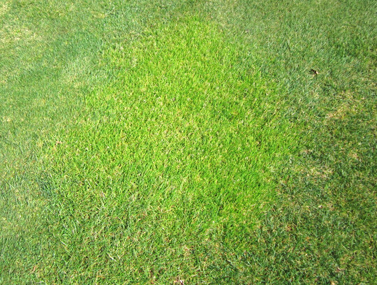 Typischer L�gerrispenfleck in einem �normalen� Gebrauchsrasen