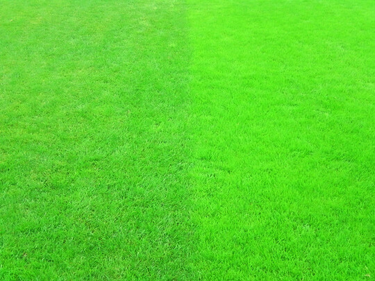 Ein Kontrast � �normaler� Gebrauchsrasen-Standard links und rechts ein reiner L�gerrispenrasen