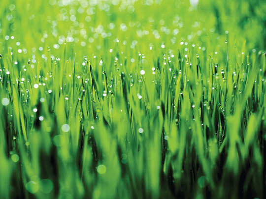 Wasser ist wichtig f�r die Gr�ser. Allerdings sollten sie gut abtrocknen k�nnen.