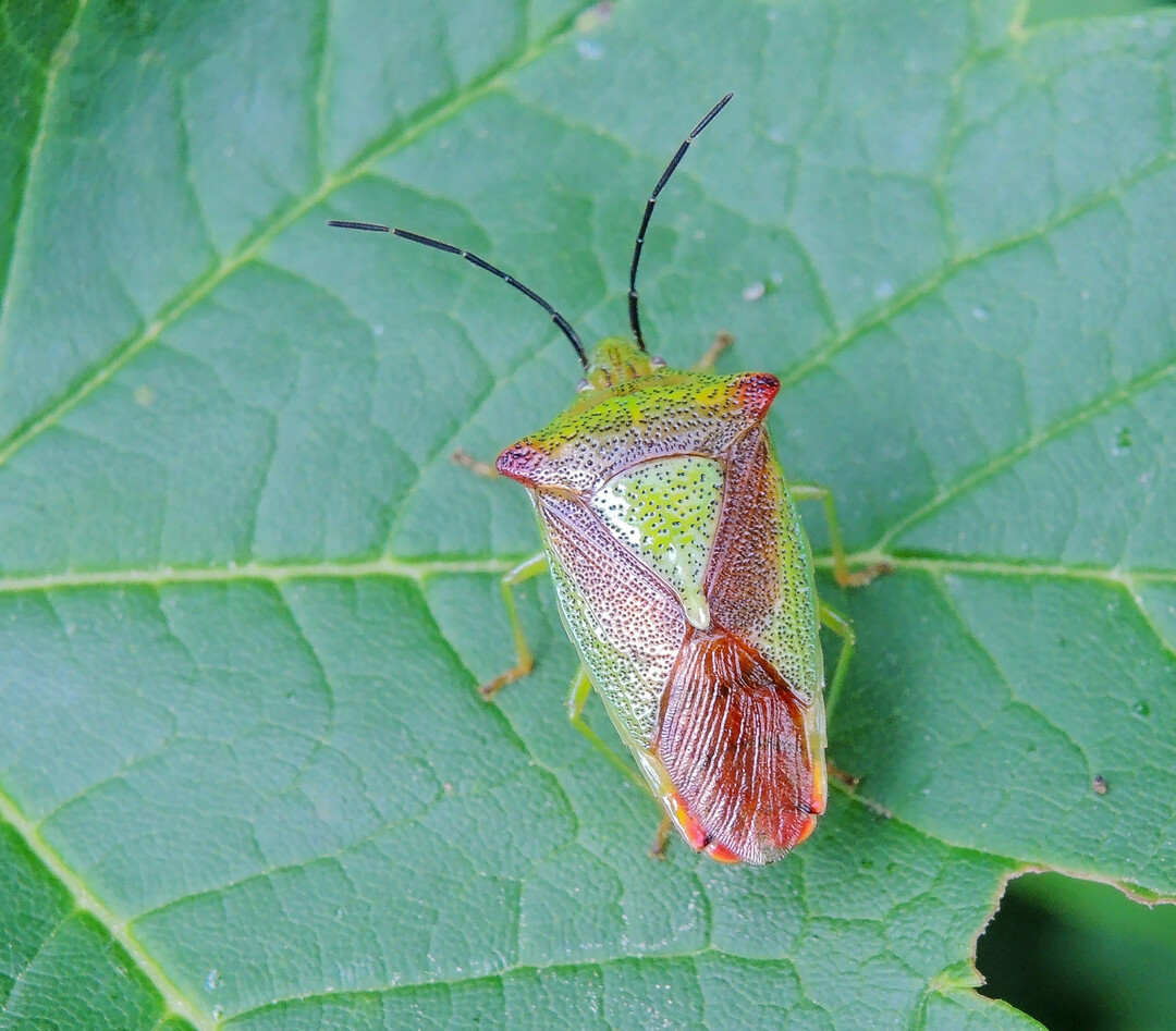 Nein, dies ist kein K�fer, sondern eine Wanze. Die sich �berlappenden, h�utigen Fl�gelenden sind ein entscheidender Hinweis. Bei einem K�fer w�ren die Vorderfl�gel vollst�ndig zu festen Deckfl�geln (Elytren) umgebildet und w�rden zusammen mit dem hinteren Fl�gelpaar den Hinterleib gleichm��ig abdecken.