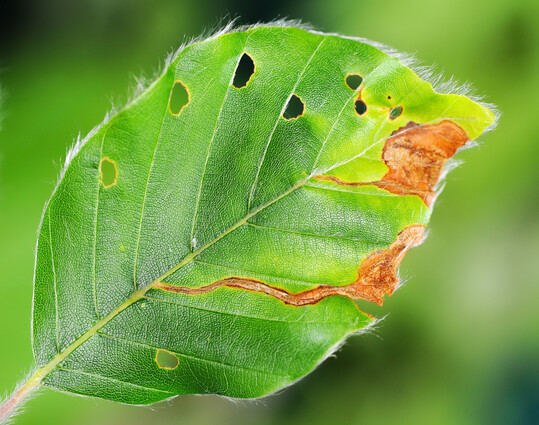 Der Buchenspringr�ssler (
<i>Rhynchaenus fagi</i>
) verursacht als K�fer einen Lochfra� an Bl�ttern, w�hrend die Larven im Blatt minieren und eine sp�ter braun eintrocknende Platzmine erzeugen.
