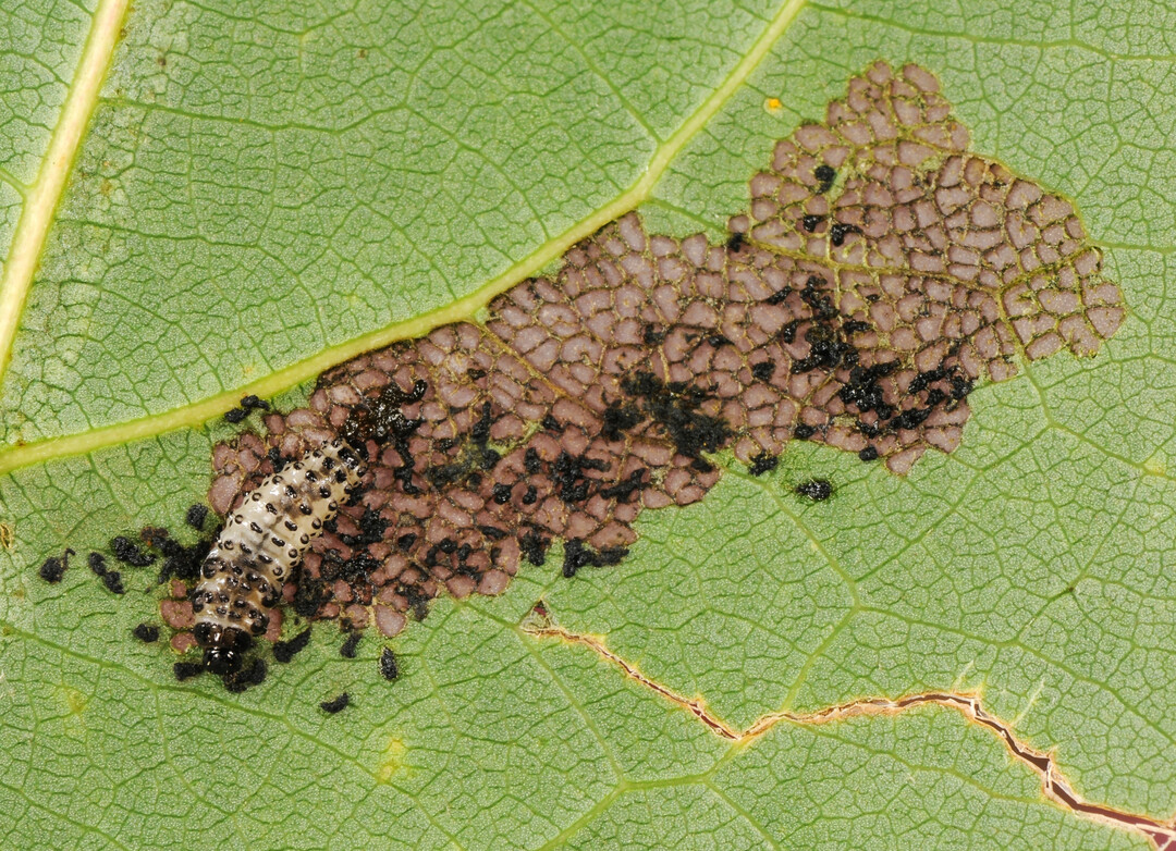 Die grauwei� gef�rbten und mit schwarzen Warzen besetzten Larven des Pappelblattk�fers (
<i>Chrysomela populi</i>
) verursachen deutliche Fra�sch�den auf den Blattunterseiten von Weiden und Pappeln.