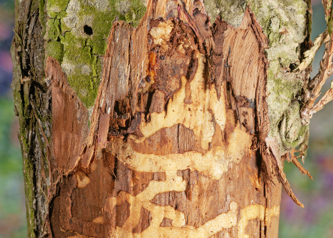 Erst nach dem Freilegen der Rinde sind die m�anderartigen Fra�g�nge der Larven des Wacholderprachtk�fers (
<i>Palmar festiva</i>
) erkennbar. Die Ausbohrl�cher von Prachtk�fern (links oben) sind im Querschnitt meist deutlich D-f�rmig.