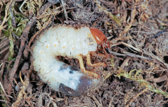 Die Larven (Engerlinge) des Gartenlaubk�fers (
<i>Phyllopertha horticola</i>
) besitzen einen einj�hrigen Entwicklungszyklus und treten insbesondere in Rasenfl�chen als Sch�dlinge auf. Teils betr�chtliche Sekund�rsch�den entstehen, wenn V�gel, Wildschweine oder Dachse auf der Suche nach Engerlingen die Grasnarbe aufhacken oder aufw�hlen.