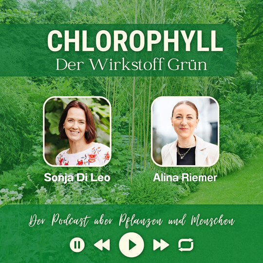 Chlorophyll